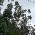 Shruti Haasan Instagram – What a beautiful time – making memories for myself with myself 💚 Thankyou Kodai for always being so beautiful #travel #kodaikanal #solotravel