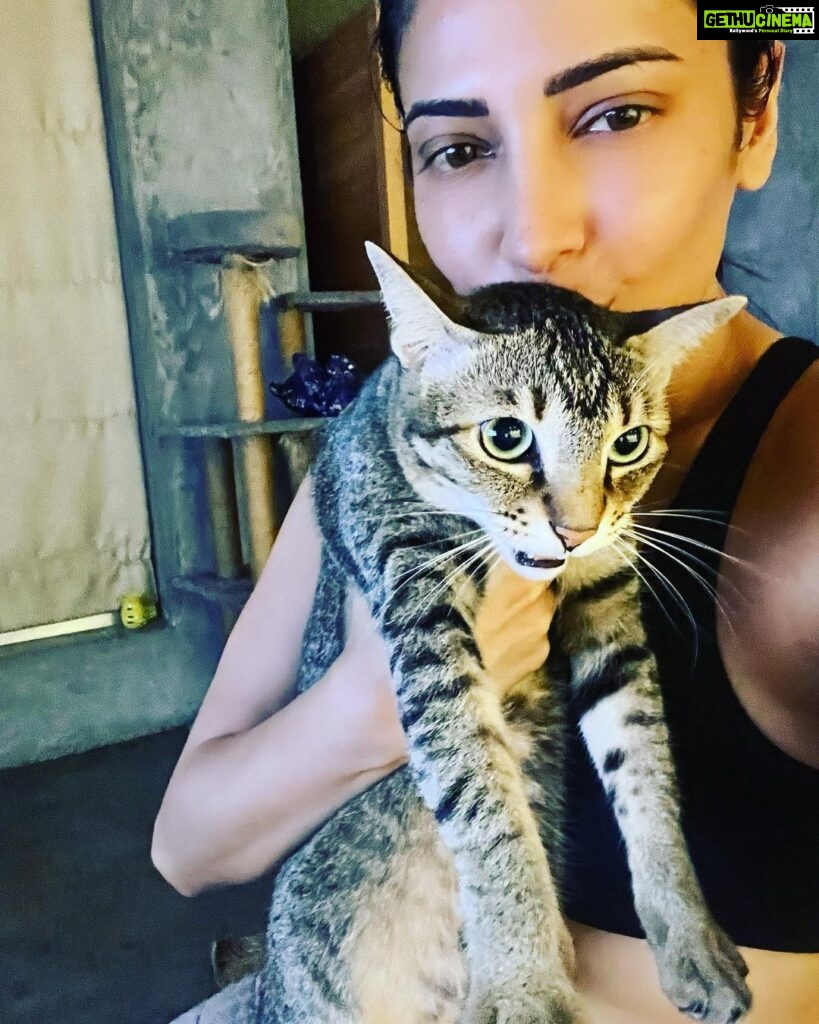 Shruti Haasan Instagram - 👋 from me and over acting Clara ❤️ the joy she brings us is so special 🧿 rescues have a beautiful story you can be a part of , Clara was rescued in 2018 along with Cora who chills downstairs 😞 but rescuing these kitties was the best thing ever and although Clara looks so distressed in this picture 😝 I’m so honoured we get to give her our love #rescues #kitties #family