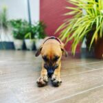 Sibi Sathyaraj Instagram - Napping in Style! #Raptor #kombai #dogs #dogsofinstagram #indiandogs #doglover #doggystyle #naaigaljaakirathai #indiandogbreeds #Ranbroshomestay #ecr Juhu Beach, Ecr, Chennai