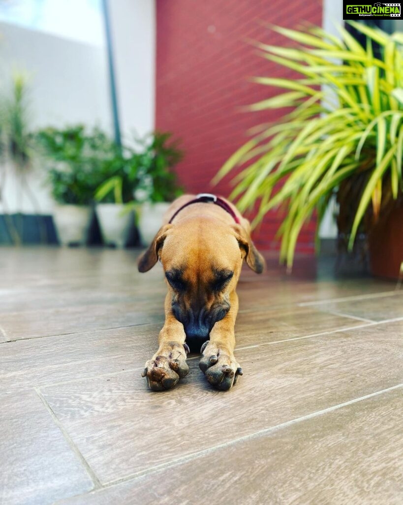 Sibi Sathyaraj Instagram - Napping in Style! #Raptor #kombai #dogs #dogsofinstagram #indiandogs #doglover #doggystyle #naaigaljaakirathai #indiandogbreeds #Ranbroshomestay #ecr Juhu Beach, Ecr, Chennai