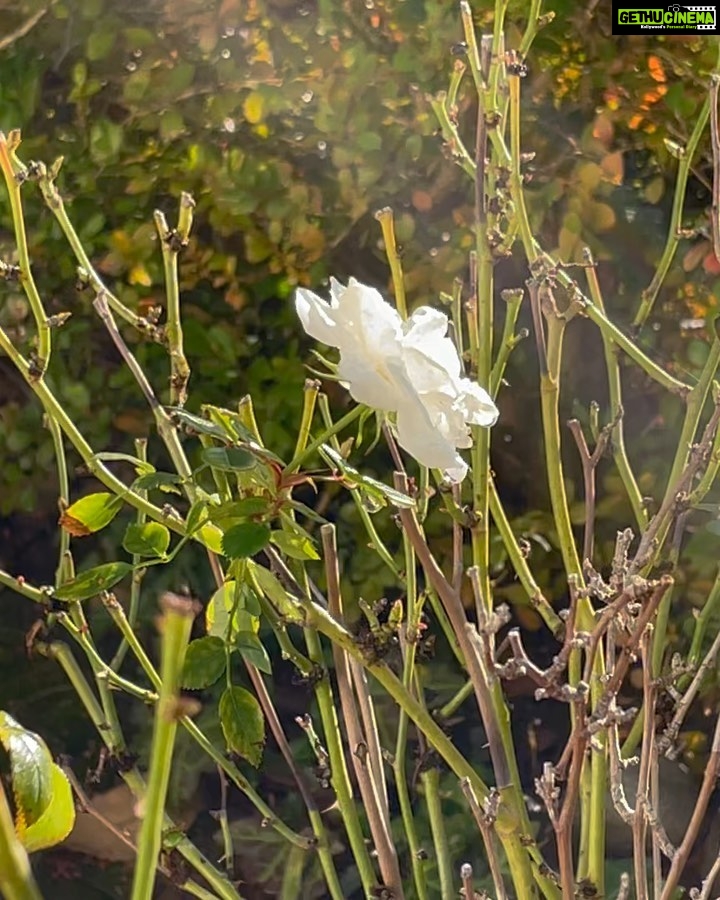 Sid Sriram Instagram - New demos, old ideas, rehearsal recordings, new sketches and nature as it exists in the suburbs