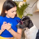 Simran Budharup Instagram - Who All Have Siblings Irritating As F#%*🤣 #funny #reel #dig #mydog #cute #puppy #instagram #puppiesofinstagram #dogsofinstagram #cutest #dialogue #follow #starplus #pandyastore #actor