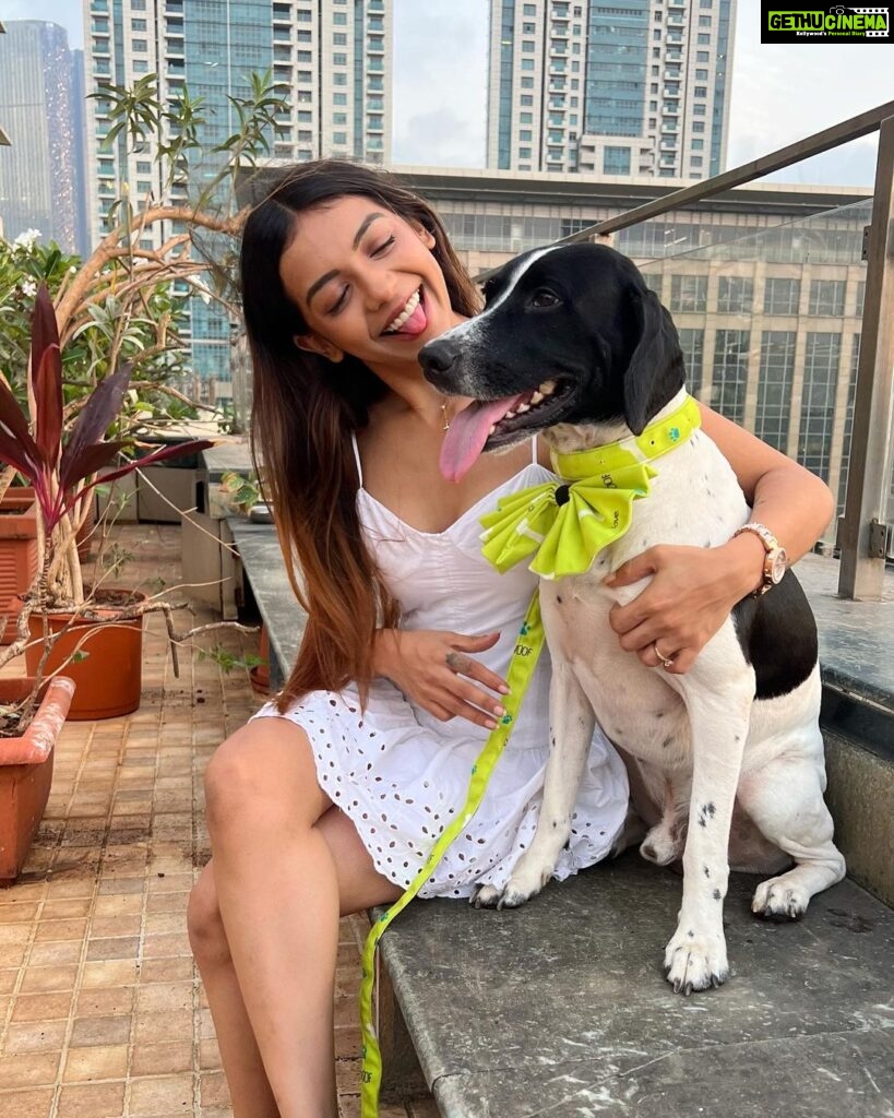 Simran Budharup Instagram - Obsessed With @hiputee ‘s Pet Products 😍 @taxi_the_pup Is Loving the Comfort And Quality Of Their Bed, Toys, Jackets And Leash Combo. Highly Recomended For All Pet Owners Out There🐶❤️ #hiputee #wherepetsarefamily #bestpetproducts #dogsofinstagram #puppy #dogproducts