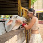 Simran Budharup Instagram - Gaay - Jaa (Pun Intended) 🤣 #gaumata #cow #beautiful #love #fun #animallove #cute #crazy #hair #makeup #shootday #cowsofinstagram #follow #followformore
