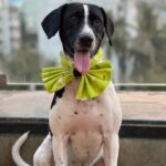 Simran Budharup Instagram - Obsessed With @hiputee ‘s Pet Products 😍 @taxi_the_pup Is Loving the Comfort And Quality Of Their Bed, Toys, Jackets And Leash Combo. Highly Recomended For All Pet Owners Out There🐶❤️ #hiputee #wherepetsarefamily #bestpetproducts #dogsofinstagram #puppy #dogproducts