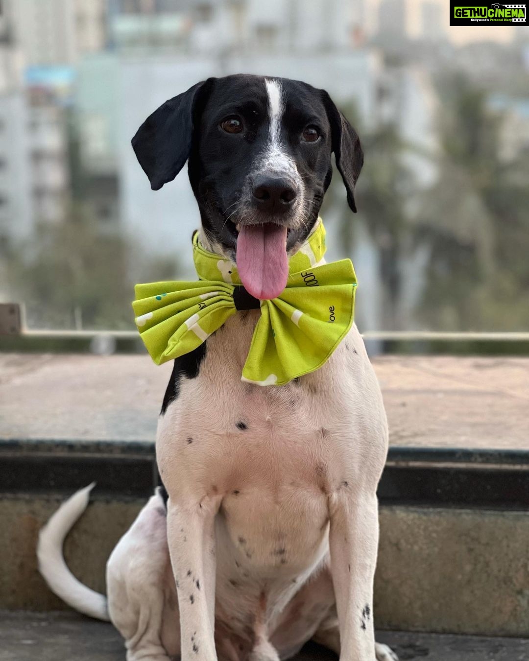 Simran Budharup Instagram - Obsessed With @hiputee ‘s Pet Products 😍 @taxi_the_pup Is Loving the Comfort And Quality Of Their Bed, Toys, Jackets And Leash Combo. Highly Recomended For All Pet Owners Out There🐶❤️ #hiputee #wherepetsarefamily #bestpetproducts #dogsofinstagram #puppy #dogproducts