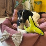Simran Budharup Instagram - Obsessed With @hiputee ‘s Pet Products 😍 @taxi_the_pup Is Loving the Comfort And Quality Of Their Bed, Toys, Jackets And Leash Combo. Highly Recomended For All Pet Owners Out There🐶❤️ #hiputee #wherepetsarefamily #bestpetproducts #dogsofinstagram #puppy #dogproducts
