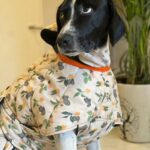 Simran Budharup Instagram - Obsessed With @hiputee ‘s Pet Products 😍 @taxi_the_pup Is Loving the Comfort And Quality Of Their Bed, Toys, Jackets And Leash Combo. Highly Recomended For All Pet Owners Out There🐶❤️ #hiputee #wherepetsarefamily #bestpetproducts #dogsofinstagram #puppy #dogproducts