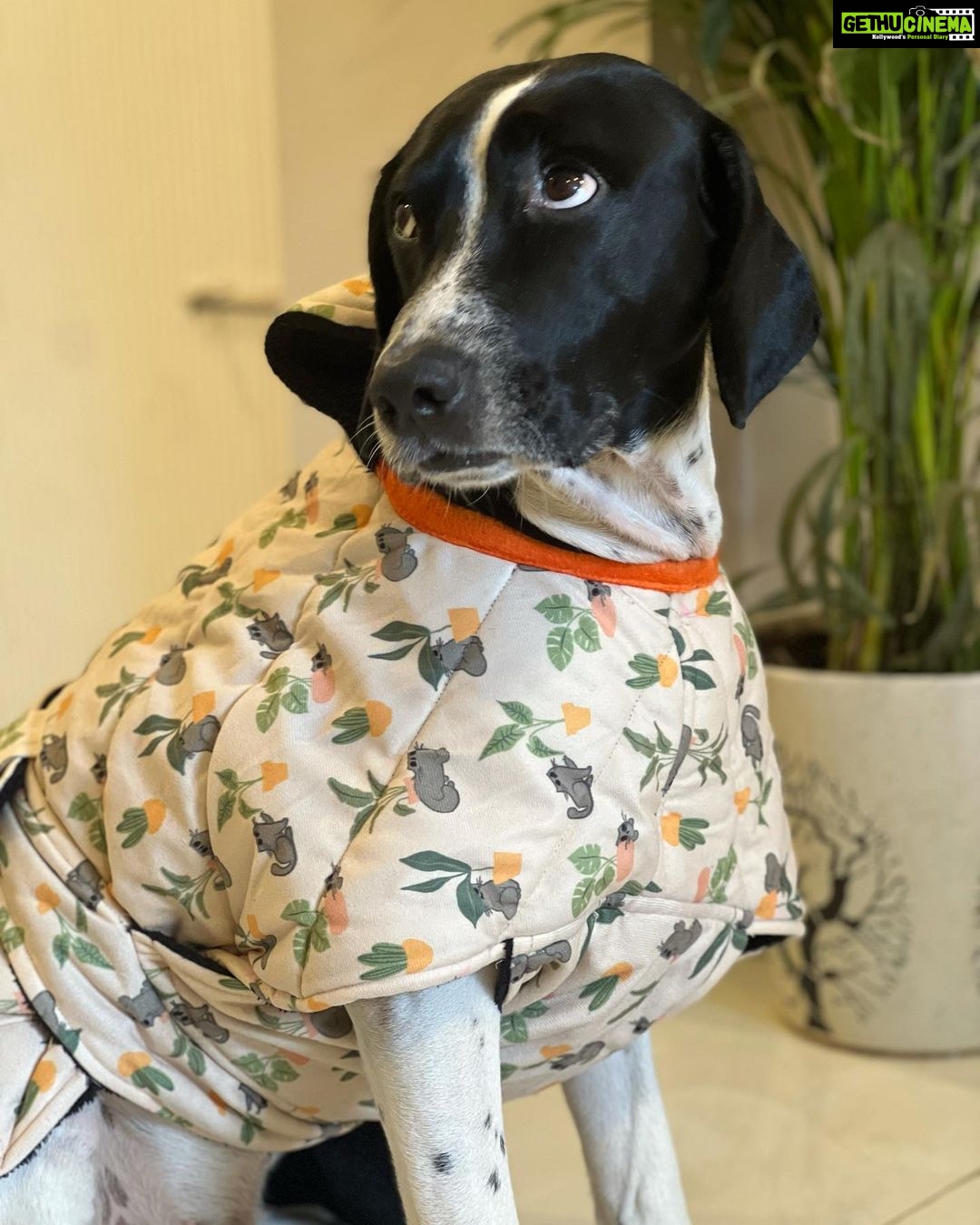 Simran Budharup Instagram - Obsessed With @hiputee ‘s Pet Products 😍 @taxi_the_pup Is Loving the Comfort And Quality Of Their Bed, Toys, Jackets And Leash Combo. Highly Recomended For All Pet Owners Out There🐶❤️ #hiputee #wherepetsarefamily #bestpetproducts #dogsofinstagram #puppy #dogproducts
