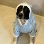 Simran Budharup Instagram - Obsessed With @hiputee ‘s Pet Products 😍 @taxi_the_pup Is Loving the Comfort And Quality Of Their Bed, Toys, Jackets And Leash Combo. Highly Recomended For All Pet Owners Out There🐶❤️ #hiputee #wherepetsarefamily #bestpetproducts #dogsofinstagram #puppy #dogproducts