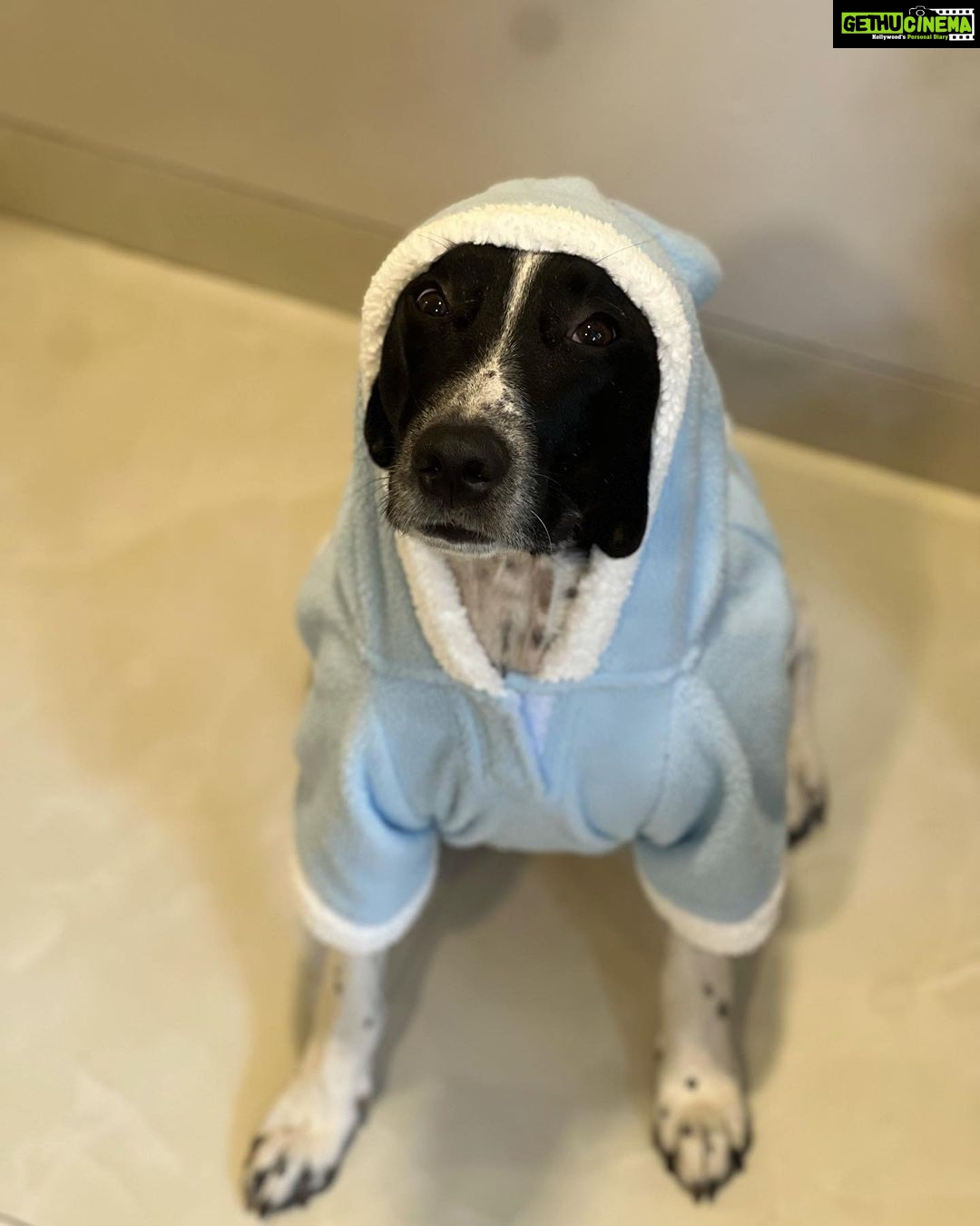 Simran Budharup Instagram - Obsessed With @hiputee ‘s Pet Products 😍 @taxi_the_pup Is Loving the Comfort And Quality Of Their Bed, Toys, Jackets And Leash Combo. Highly Recomended For All Pet Owners Out There🐶❤️ #hiputee #wherepetsarefamily #bestpetproducts #dogsofinstagram #puppy #dogproducts