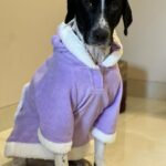 Simran Budharup Instagram - Obsessed With @hiputee ‘s Pet Products 😍 @taxi_the_pup Is Loving the Comfort And Quality Of Their Bed, Toys, Jackets And Leash Combo. Highly Recomended For All Pet Owners Out There🐶❤️ #hiputee #wherepetsarefamily #bestpetproducts #dogsofinstagram #puppy #dogproducts