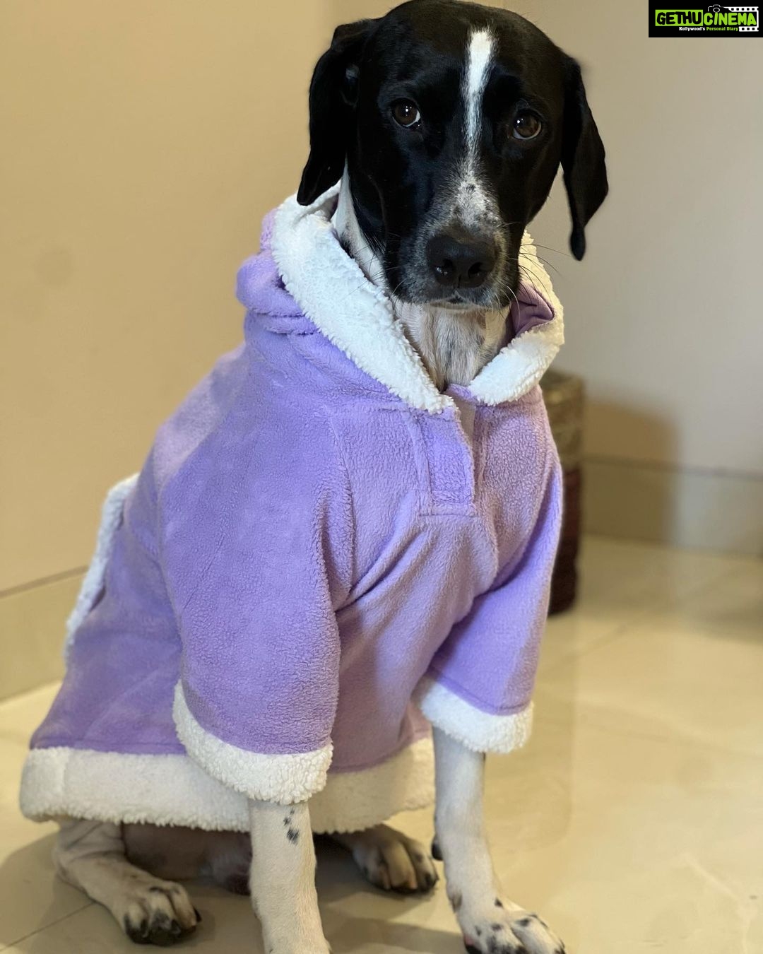 Simran Budharup Instagram - Obsessed With @hiputee ‘s Pet Products 😍 @taxi_the_pup Is Loving the Comfort And Quality Of Their Bed, Toys, Jackets And Leash Combo. Highly Recomended For All Pet Owners Out There🐶❤️ #hiputee #wherepetsarefamily #bestpetproducts #dogsofinstagram #puppy #dogproducts