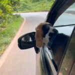 Sneha Sreekumar Instagram - Tatakkutti ❤❤ Tata ആണ് ഇവന്റെ main 😍😍😀😀 #reelsuploaded #reelsinstagram😍 #reelsinsta #reelsupload #reelsindia #reelsvideo #beagle #beaglelove #petlovers