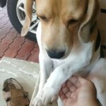 Sneha Sreekumar Instagram - Mine❤ @oscarbeagle1 #reelsuploaded #reelsinstagram #reelsvideo❤️ #reelsindia #reelsinsta #beaglelover #oscar #beagle #petlovers