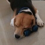 Sneha Sreekumar Instagram - ❤️❤️❤️❤️❤️ @oscarbeagle1 My boy❤️ #reelsinsta #reelsvideo❤️ #reelsinstagram #beaglepuppy #beaglesofinstagram