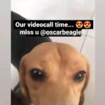 Sneha Sreekumar Instagram – My❤️❤️❤️❤️ no words to say…. I Love you so much…. 😍😍 @oscarbeagle1

#beaglelover #beaglesofinstagram #beaglepuppy #oscar #oscarthebeagle #petloverkerala #reelsindia #reelsinsta #reelsupload #reelsinstagram