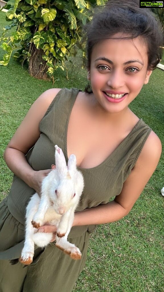 Sneha Ullal Instagram - “My happy place” also known as @tajlandsend .Did you know you can go feed,play & interact with loving human friendly rabbits by the pool? I highly recommend it,especially if you have kids or just are an animal lover like me.The staff hands out carrots bites for you to feed,but you can also carry along with you coriander ( kothmir ) leaves,fenugreek ( methi ) leaves,cauliflower & more carrot.Dont forget to stop by the pool bar and order yourself a cool beverage while you enjoy the rabbits play around on the beautifully landscaped Taj gardens.The rabbits like good weather so choose the timing accordingly.Me so happy with @mansibajajf Taj Lands End, Mumbai