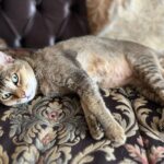 Sneha Ullal Instagram – My Bonet Boy #catsofinstagram