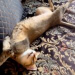 Sneha Ullal Instagram – 😂😂😂 #catsofinstagram #snehaullal #pets #petstagram #furbaby