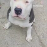 Sneha Ullal Instagram - Tyson 5 year old Male American Bully This boy has seen a lot in his life... From breeding, to his ears being cropped, to physical abuse... And finally, being ABANDONED He came to us in a bad medical condition... which we patiently overcame together on a span of 2 months. He still gets very emotional when he hears any animal cry. Thankfully, not only is he 100% healthy now, but he is now a guy who loves humans, massages, a variety of food & lots of attention... It hasn’t been an easy journey for him (medical treatment daily) nor us, But we were supported by a team of excellent vets & staff at the BSPCA Parel Animal Hospital for which we shall be indebted forever. A big thank you to our donors who sponsored his entire treatment (paid the hospital directly) Now, all we need help with is a forever family for Tyson Wanna Adopt him - Call 9920388000 #rescue #animallove #dogs #abandoned #americanbully #animals #adoption #adoptdontshop #animallovers #dogslife #dog #bombayanimalrights #bspcamumbai https://www.instagram.com/reel/CqmWEE4p5QH/?igshid=OGY3MTdmODg= Mumbai, Maharashtra
