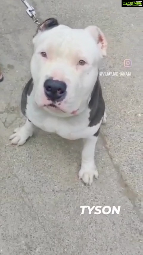 Sneha Ullal Instagram - Tyson 5 year old Male American Bully This boy has seen a lot in his life... From breeding, to his ears being cropped, to physical abuse... And finally, being ABANDONED He came to us in a bad medical condition... which we patiently overcame together on a span of 2 months. He still gets very emotional when he hears any animal cry. Thankfully, not only is he 100% healthy now, but he is now a guy who loves humans, massages, a variety of food & lots of attention... It hasn’t been an easy journey for him (medical treatment daily) nor us, But we were supported by a team of excellent vets & staff at the BSPCA Parel Animal Hospital for which we shall be indebted forever. A big thank you to our donors who sponsored his entire treatment (paid the hospital directly) Now, all we need help with is a forever family for Tyson Wanna Adopt him - Call 9920388000 #rescue #animallove #dogs #abandoned #americanbully #animals #adoption #adoptdontshop #animallovers #dogslife #dog #bombayanimalrights #bspcamumbai https://www.instagram.com/reel/CqmWEE4p5QH/?igshid=OGY3MTdmODg= Mumbai, Maharashtra