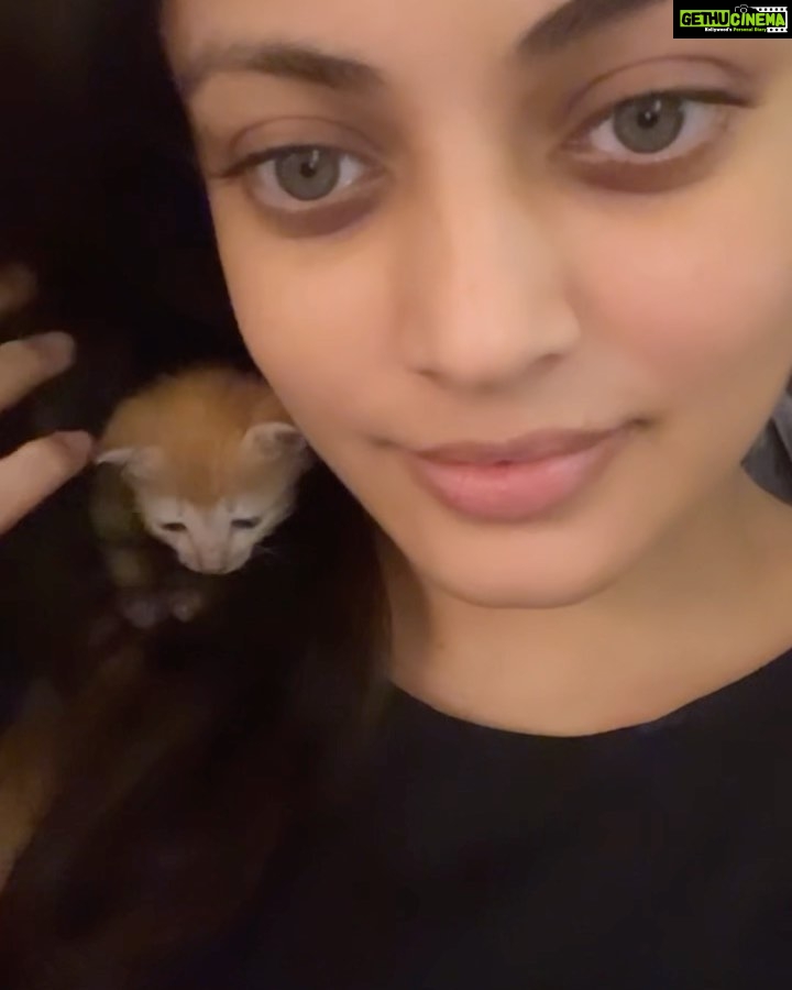 Sneha Ullal Instagram - They can have their Gucci on, they can have their LV,all I need is a cat in my hair and that’s the best look. #snehaullal #pet #catsofinstagram #catlife Mumbai, Maharashtra