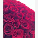 Sonal Chauhan Instagram - 🌹 #love