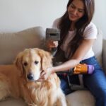 Sonam Bajwa Instagram - Simba- my one true love 🤍 My golden boy is a work of art ( but grooming him is not a cakewalk) Never thought I’d be able to take care of his shedding sitting at home without any mess- but dreams do come true! The Dyson pet grooming kit is as good as it gets, just comb through and see the magic. @dyson_india #DysonIndia #DysonHome #PetGroomingKit #gifted