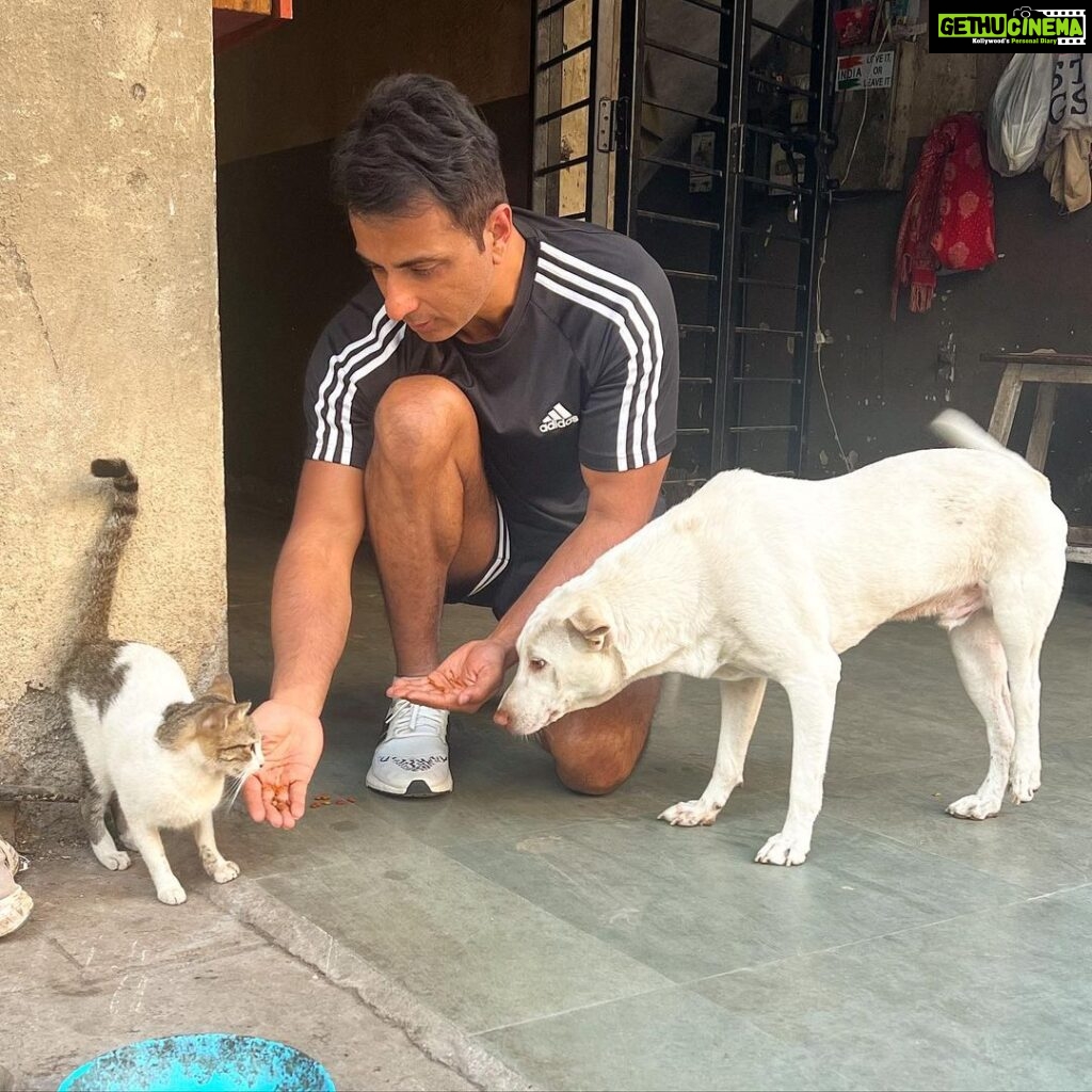 Sonu Sood Instagram - “Every stray deserves a chance at love, a home and a warm bed to sleep at night.” ❤️ 🐩 🐈