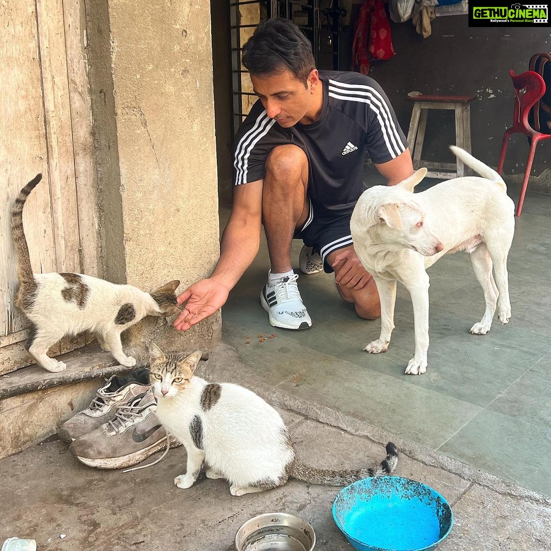Sonu Sood Instagram - “Every stray deserves a chance at love, a home and a warm bed to sleep at night.” ❤️ 🐩 🐈