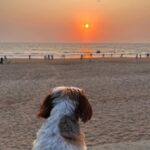 Sophie Choudry Instagram – Lately❤️🧿 #gratitude #itsthelittlethings #lovemyjob 

#giglife #dogmom #shihtzu #sunsets #sophiechoudry