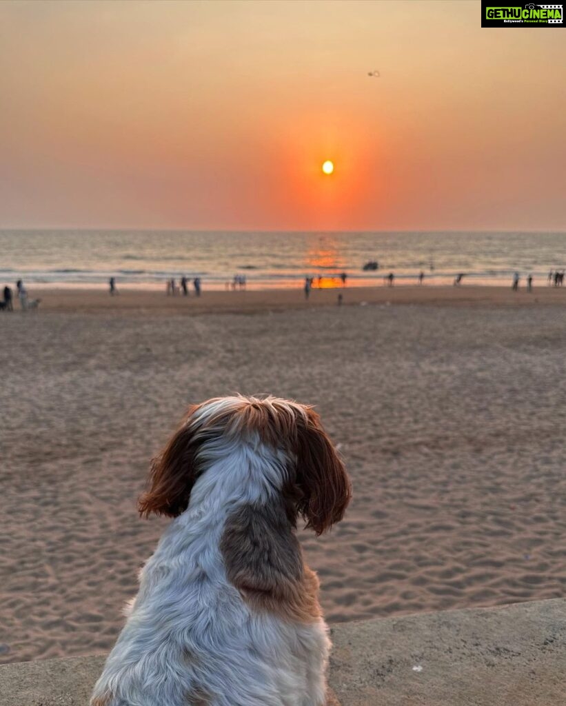 Sophie Choudry Instagram - Lately❤️🧿 #gratitude #itsthelittlethings #lovemyjob #giglife #dogmom #shihtzu #sunsets #sophiechoudry
