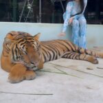 Sreemukhi Instagram - Phuketttttttt my Lou! ❤️😍 And these cutie boys!!! ❤️ #holiday #tigerkingdom #sreemukhi #phuket #thailand #birthdaygirl Tiger Kingdom, Phuket, Thailand