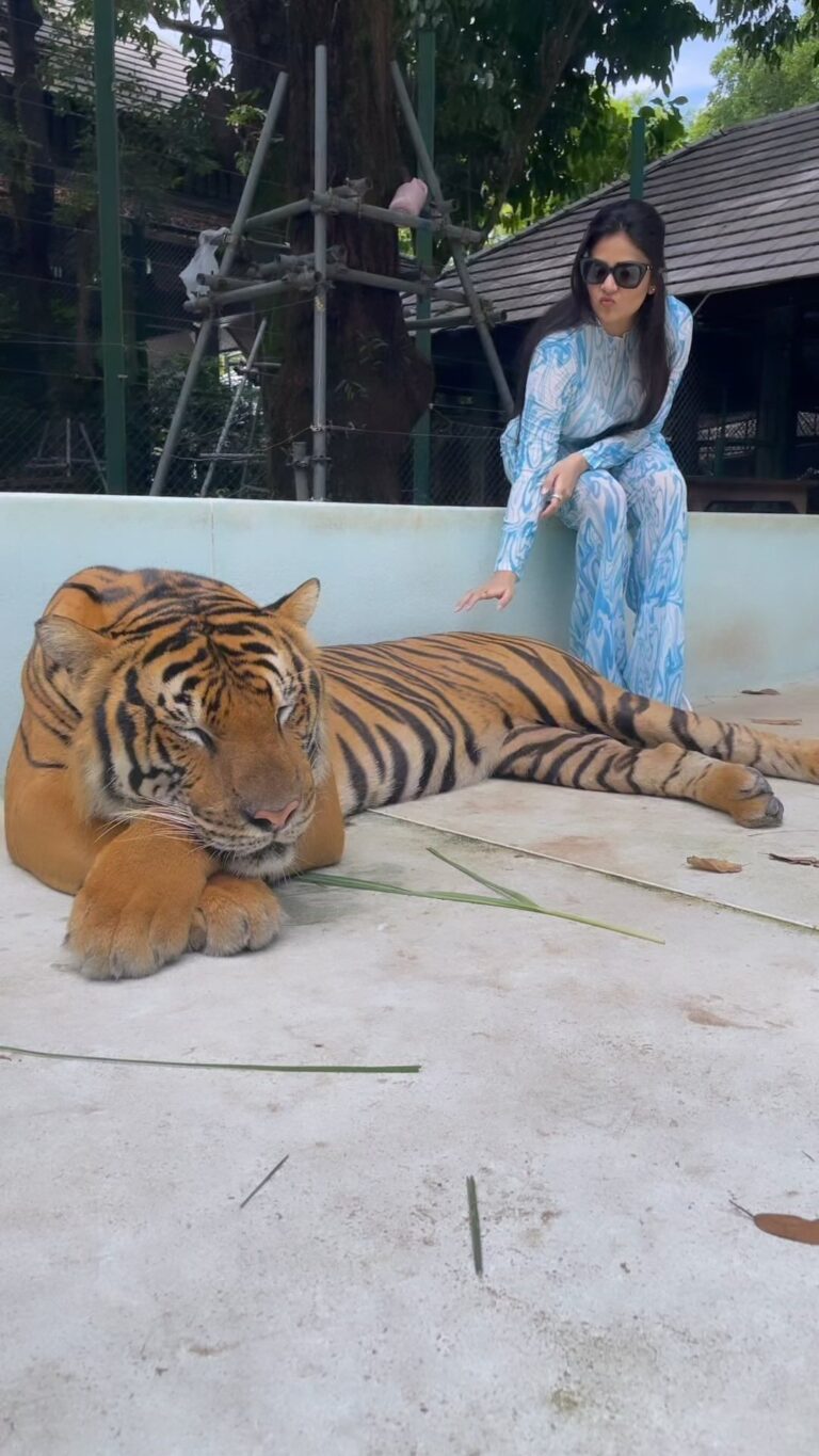 Sreemukhi Instagram - Phuketttttttt my Lou! ❤️😍 And these cutie boys!!! ❤️ #holiday #tigerkingdom #sreemukhi #phuket #thailand #birthdaygirl Tiger Kingdom, Phuket, Thailand
