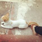 Sri Divya Instagram – 🐈🤍🧡