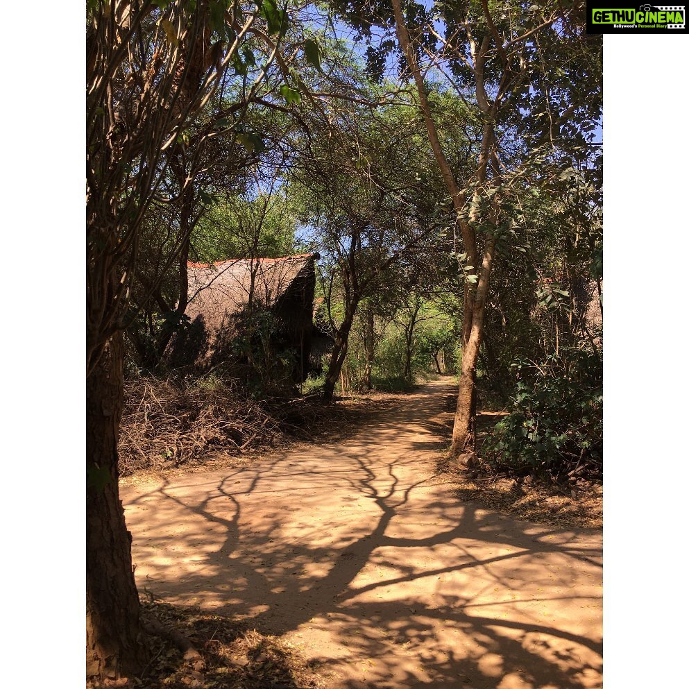 Sri Divya Instagram - @sadhanaforest 💚 is a must visit in #Auroville #Pondicherry. Like the #Auroville, @sadhanaforest also has been transformed from a barren land to a lush green forest by the love of the founders and the volunteers. A calming space to get close to the nature and one’s true nature! ❤️ For volunteering, email India@sadhanaforest.org #manmadeforest #communityliving #veganlife