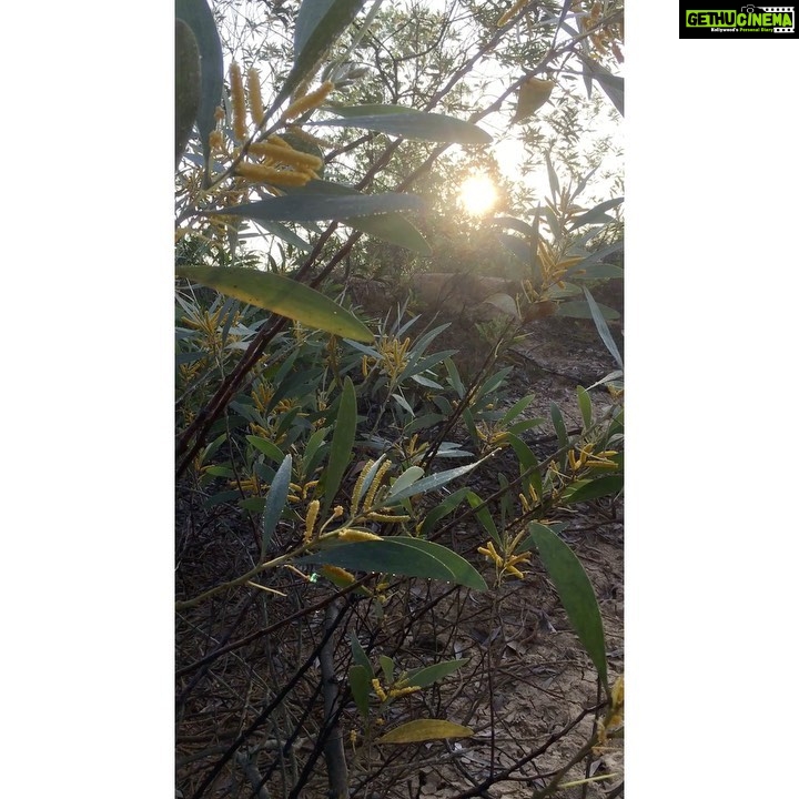 Sri Divya Instagram - @sadhanaforest 💚 is a must visit in #Auroville #Pondicherry. Like the #Auroville, @sadhanaforest also has been transformed from a barren land to a lush green forest by the love of the founders and the volunteers. A calming space to get close to the nature and one’s true nature! ❤️ For volunteering, email India@sadhanaforest.org #manmadeforest #communityliving #veganlife