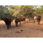 Sri Divya Instagram - @sadhanaforest 💚 is a must visit in #Auroville #Pondicherry. Like the #Auroville, @sadhanaforest also has been transformed from a barren land to a lush green forest by the love of the founders and the volunteers. A calming space to get close to the nature and one’s true nature! ❤️ For volunteering, email India@sadhanaforest.org #manmadeforest #communityliving #veganlife