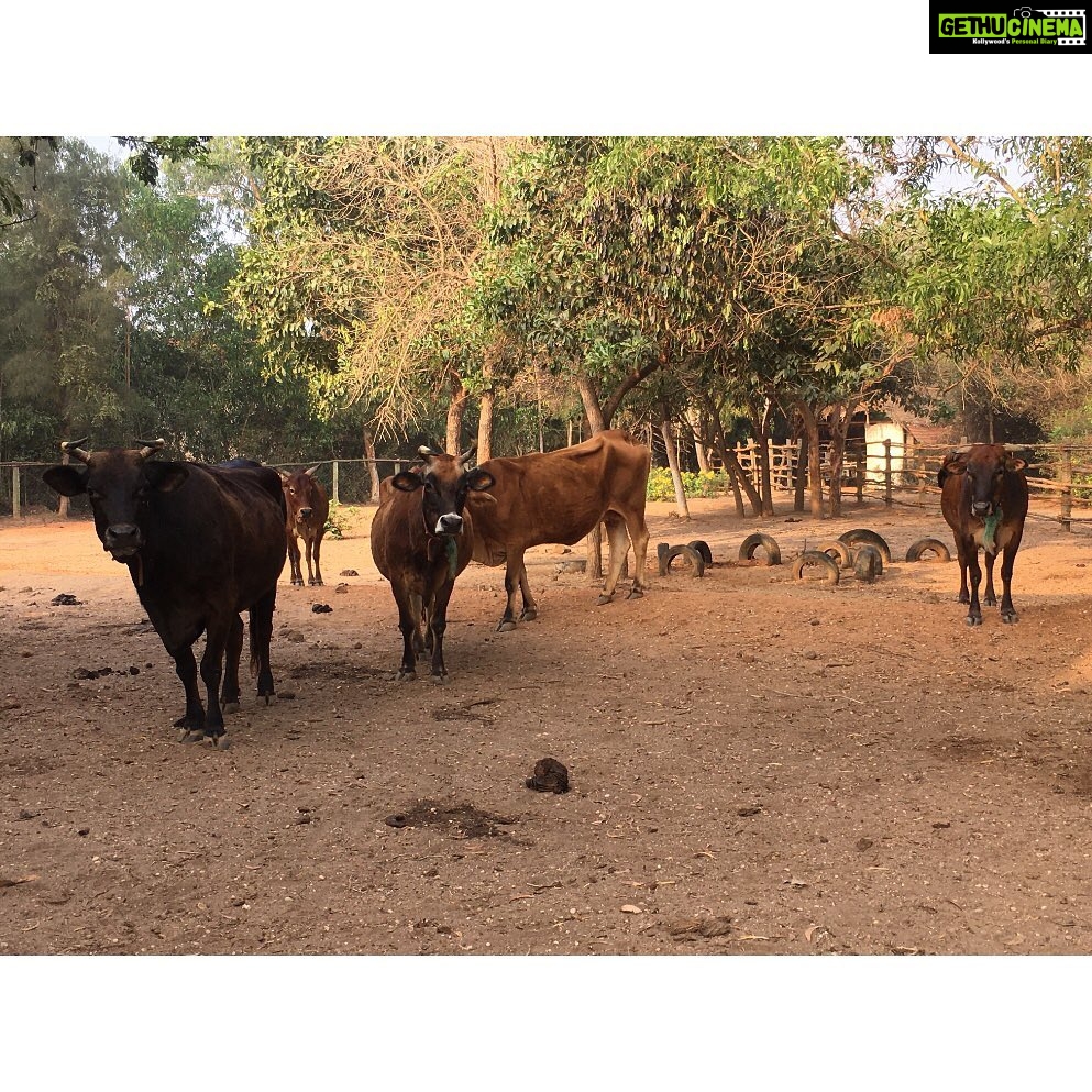 Sri Divya Instagram - @sadhanaforest 💚 is a must visit in #Auroville #Pondicherry. Like the #Auroville, @sadhanaforest also has been transformed from a barren land to a lush green forest by the love of the founders and the volunteers. A calming space to get close to the nature and one’s true nature! ❤️ For volunteering, email India@sadhanaforest.org #manmadeforest #communityliving #veganlife