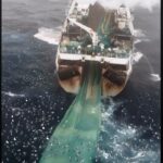 Sri Divya Instagram - #repost @seashepherd ⚠️We thought the whales of Antarctica were safe. We were wrong... Our crew at sea has taken on a new threat to the wildlife of Antarctica - the krill fishery. This fleet of ships poses a severe threat to Antarctica’s recovering wilderness, including the primary food source of whales - krill. 🐋 Watch and see what we have uncovered, and let’s not let history repeat itself - Join us in the fight to protect the Southern Ocean and its wildlife❗️Together, we can make a difference.🙌 👉To find out more check out the full video via the link in our bio📍 #AntarcticaDefense #MarineConservation #SeaShepherd #ForTheOcean #sscs #southernocean