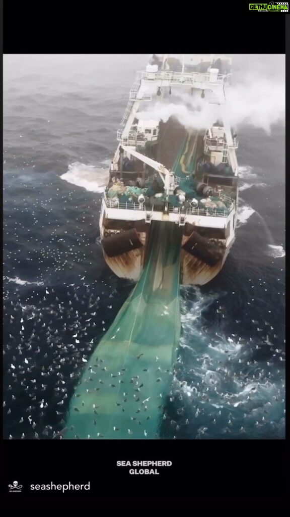 Sri Divya Instagram - #repost @seashepherd ⚠️We thought the whales of Antarctica were safe. We were wrong... Our crew at sea has taken on a new threat to the wildlife of Antarctica - the krill fishery. This fleet of ships poses a severe threat to Antarctica’s recovering wilderness, including the primary food source of whales - krill. 🐋 Watch and see what we have uncovered, and let’s not let history repeat itself - Join us in the fight to protect the Southern Ocean and its wildlife❗️Together, we can make a difference.🙌 👉To find out more check out the full video via the link in our bio📍 #AntarcticaDefense #MarineConservation #SeaShepherd #ForTheOcean #sscs #southernocean