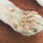 Sri Divya Instagram - 🐈🤍🧡