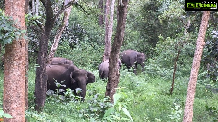 Srinda Instagram - 🔈🐘 🌳 #wildlifewednesday #soundon 💚
