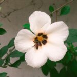 Srinda Instagram - #onamfeels #💚 #🌸 #🐝
