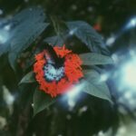 Srinda Instagram - #kiss 🦋🌸