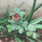 Srinda Instagram – 🥀❤ Kadavanthra