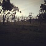 Srinda Instagram – Morning ❤️️ #my🚀 Mudumalai Tiger Reserve
