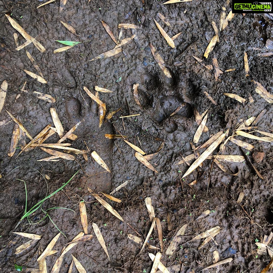 Srinda Instagram - ππΎππ»β€οΈ #leopard #pugmark #wildlife #masinagudi Masinagudi, Mudhumalai