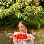 Srishty Rode Instagram - Saw a cherry tree in Kashmir for the first time and I couldn’t contain my excitement! 🍒 Nature has a way of captivating us with its beauty and bounty, even more so when we have limited exposure to it in urban environments. The sight of fruits and vegetables growing on trees can be a delightful reminder of the natural world's wonders and the process of growth and abundance! ❤️ #kashmir Kashmir A Heaven On Earth